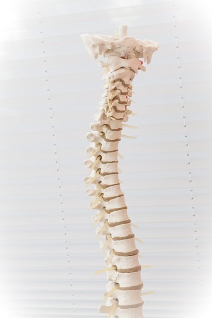 what-is-sciatica-chiropractor-brisbane-our-chiro